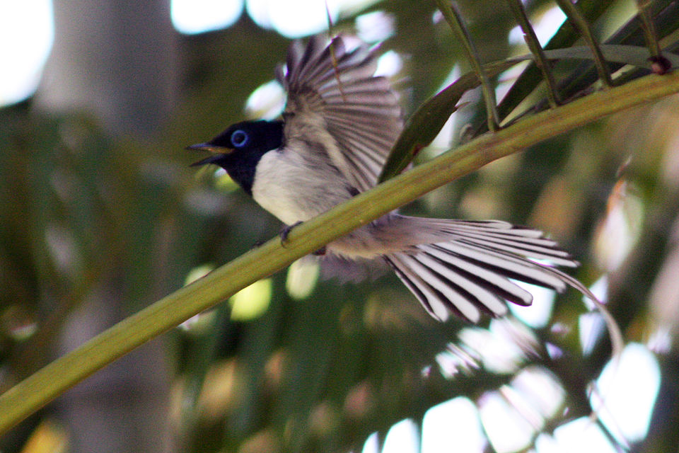Madagascar Paradise-Flycatcher