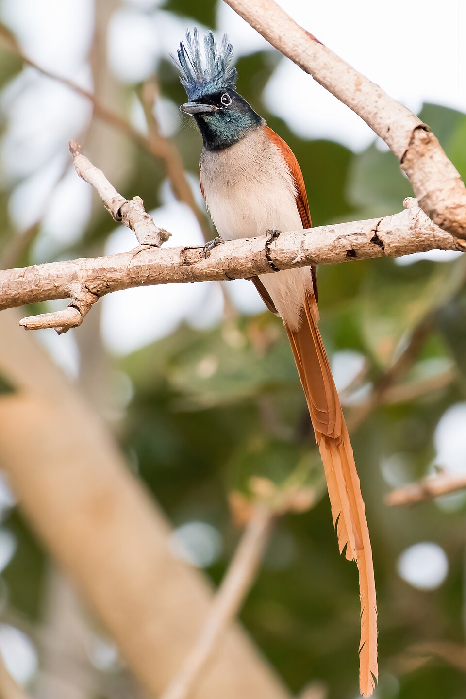 Indian Paradise-Flycatcher