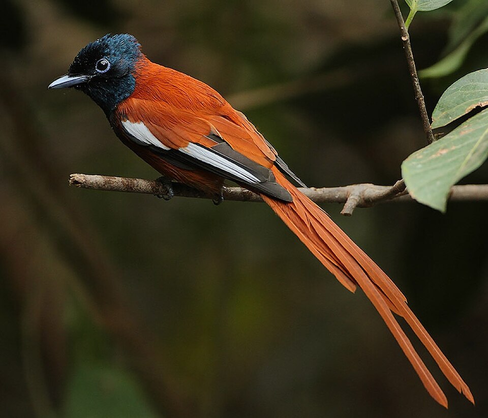 Black-headed Paradise-Flycatcher
