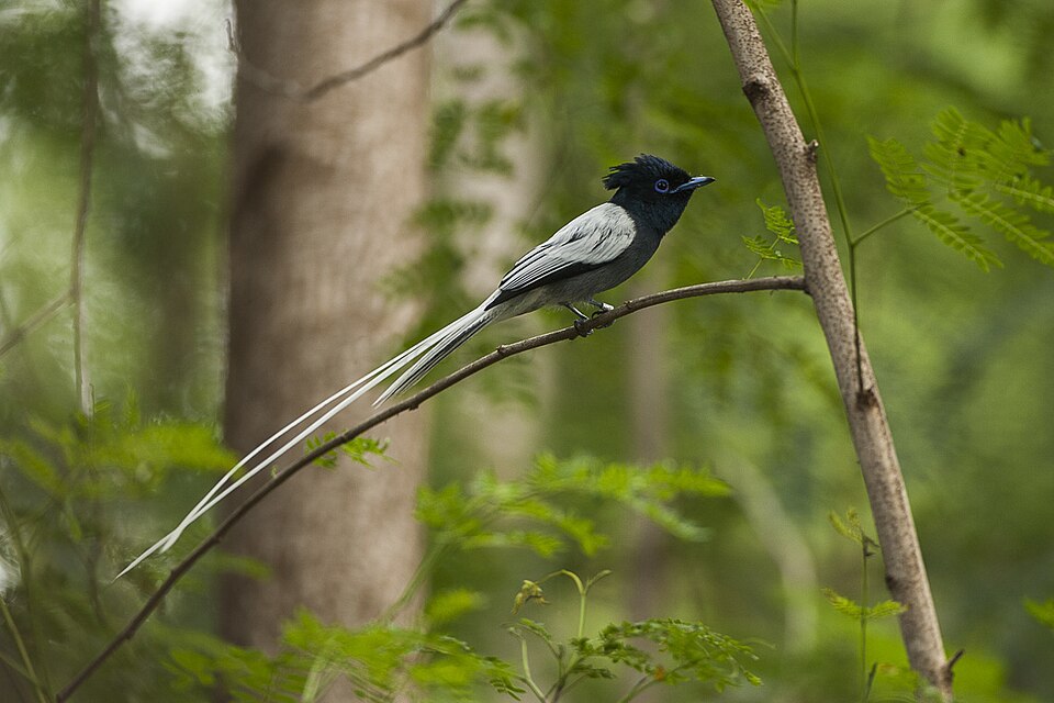African Paradise-Flycatcher