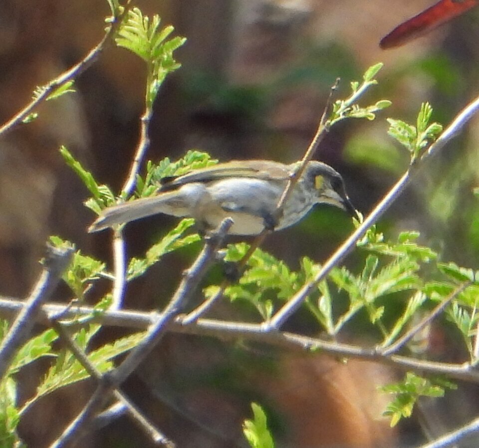 Streak-breasted Honeyeater