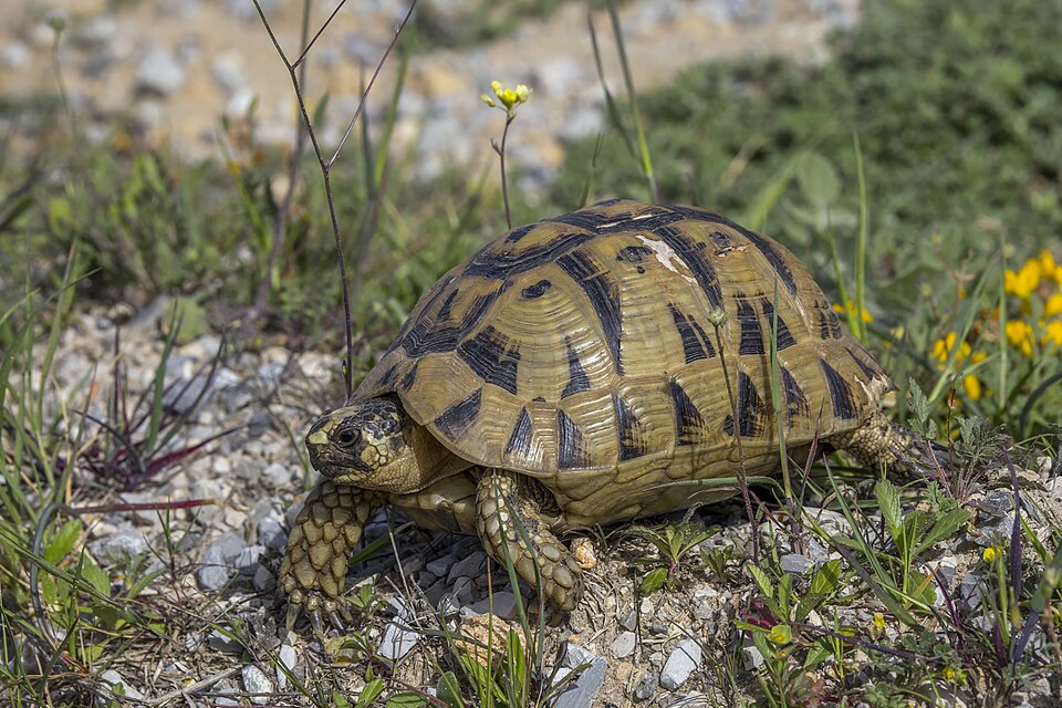 common tortoise