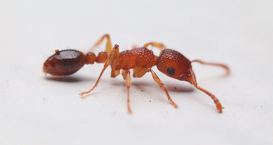 Guinea Ant