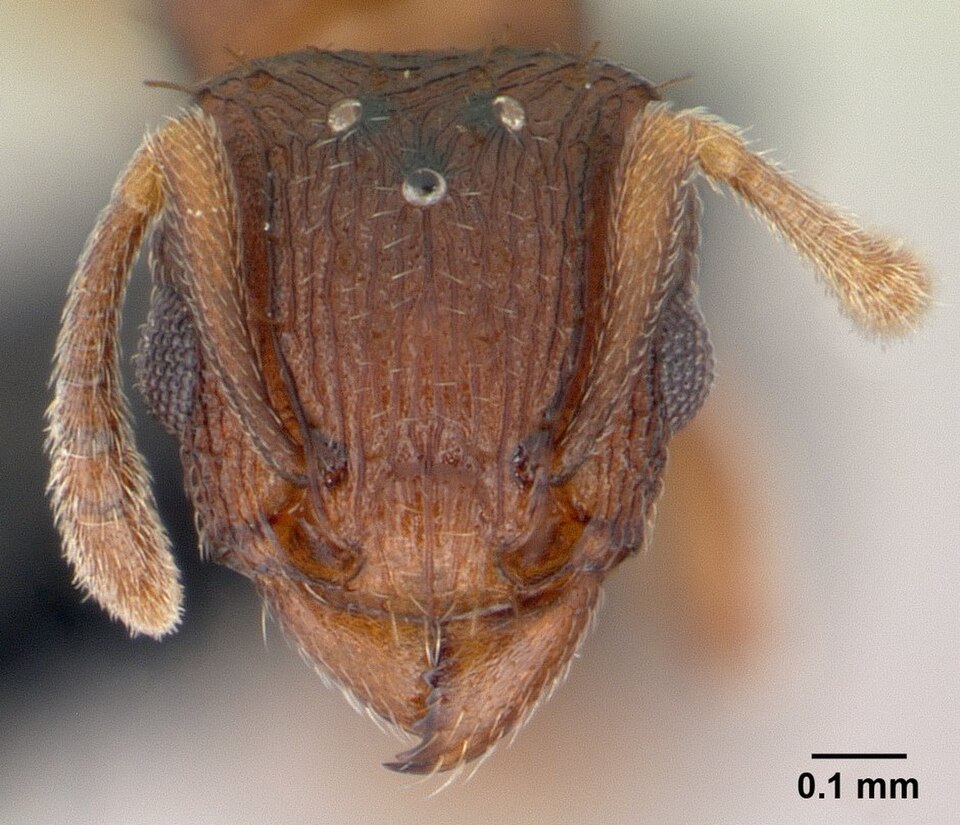 Ant