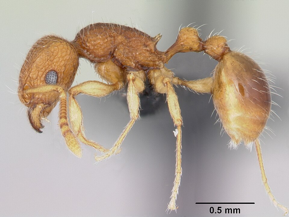 Ant