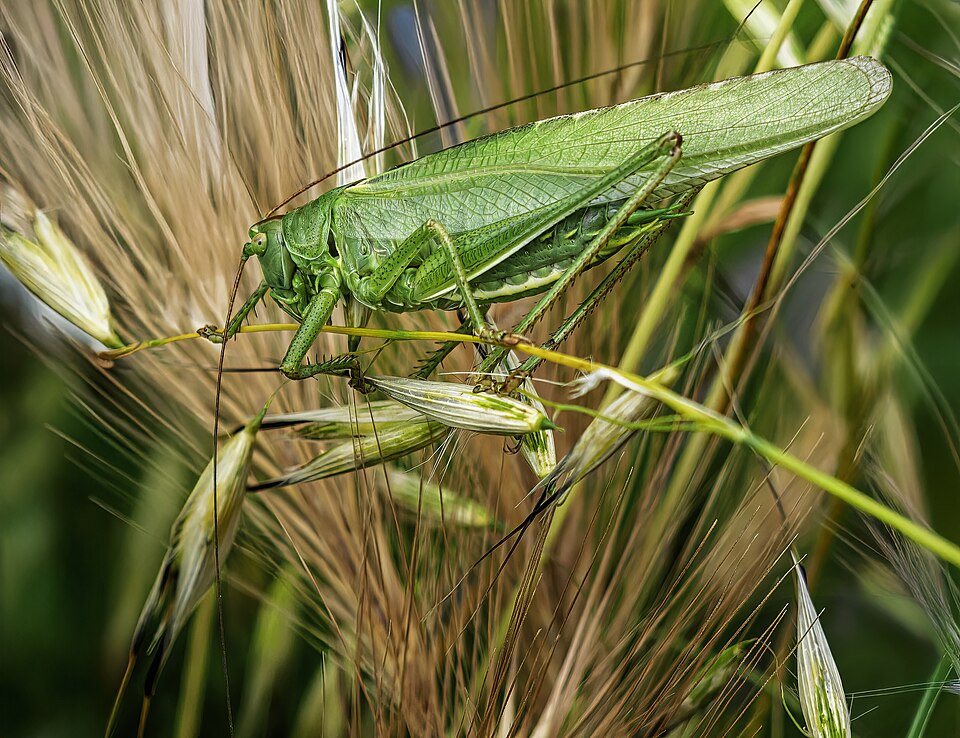 Great Green Bush Cricket