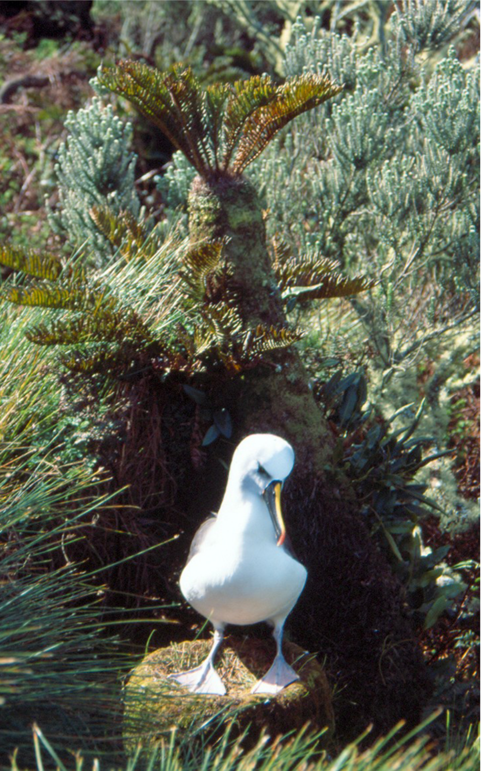 Yellow-nosed Albatross