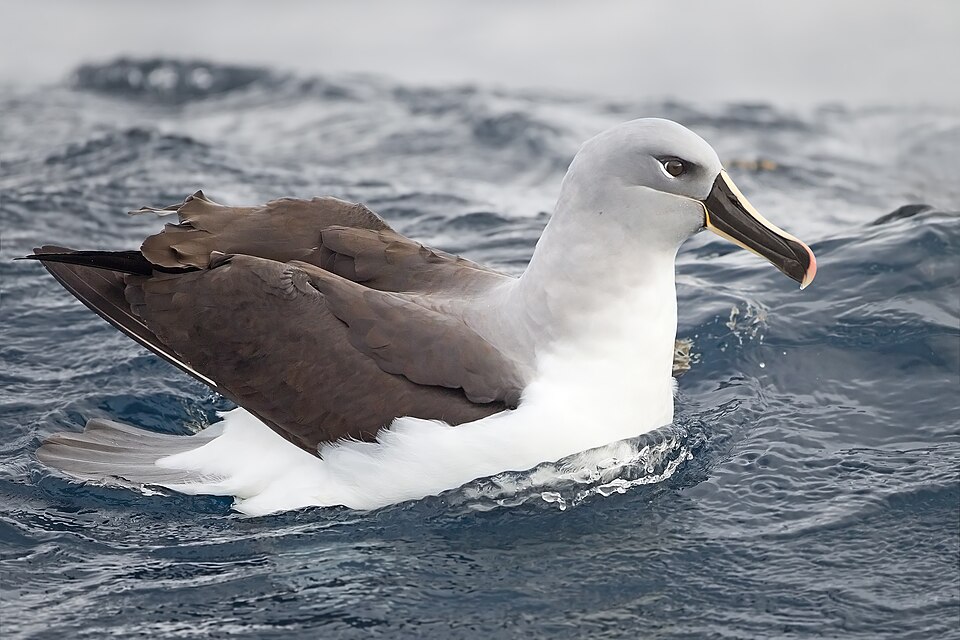 Gray-headed Albatross