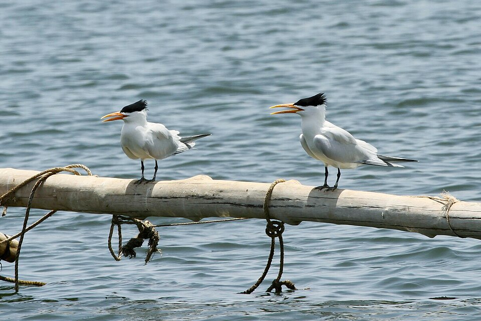 West African Crested Tern