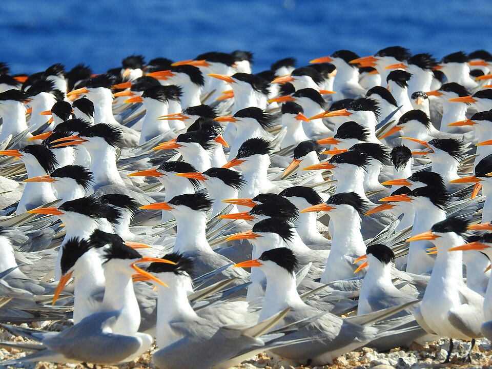Lesser Crested Tern