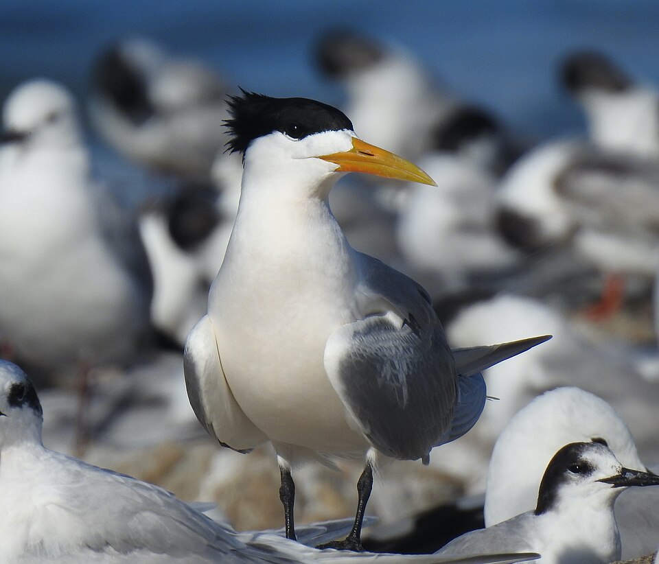 Great Crested Tern