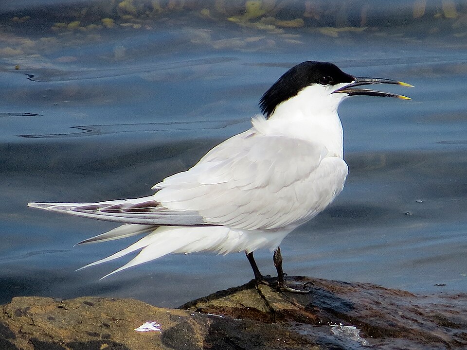 Sandwich Tern