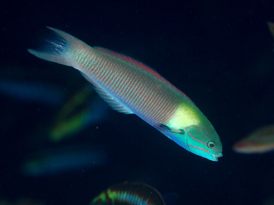 Rainbow Wrasse, Bluntheaded wrasse