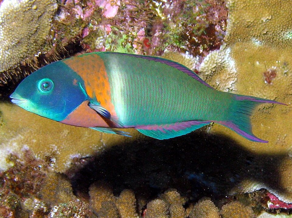 saddle wrasse