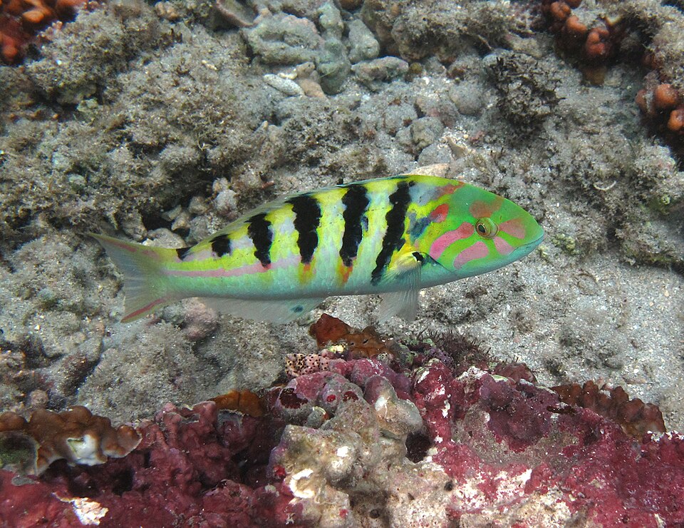 Sixbar wrasse