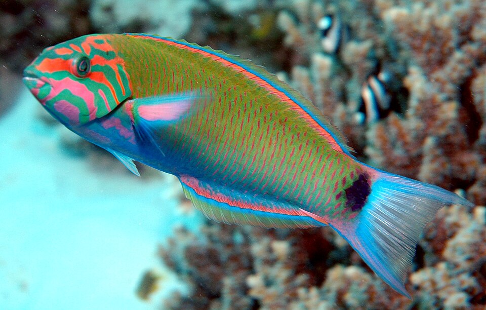 Moon wrasse