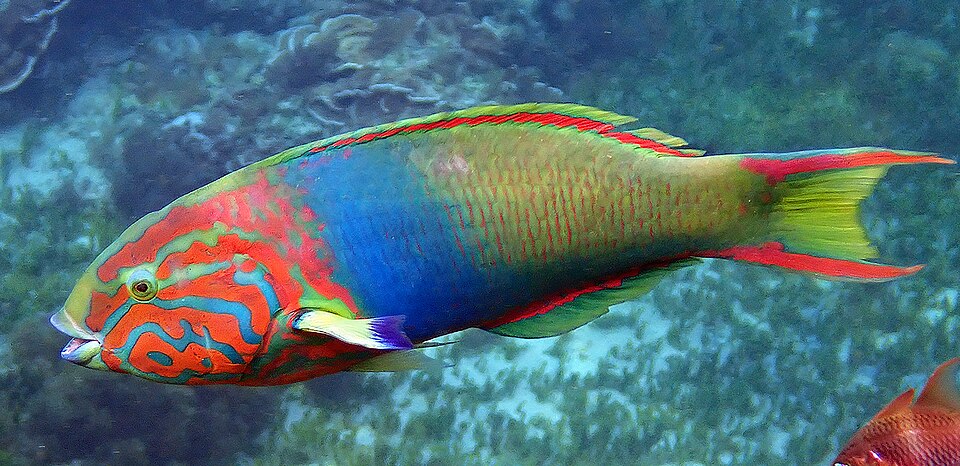 Yellow Wrasse