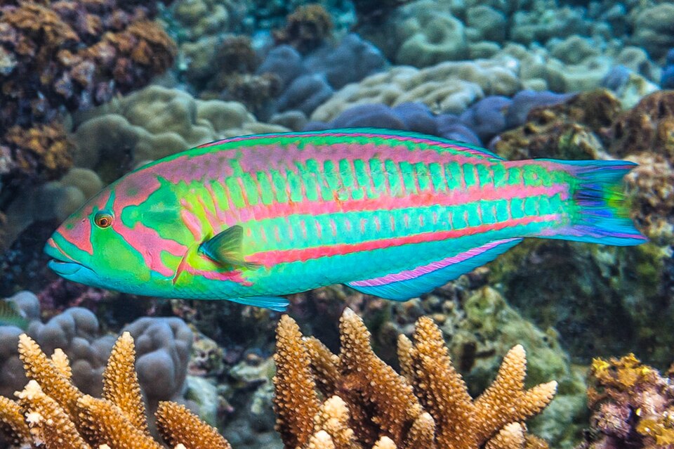 Surge wrasse