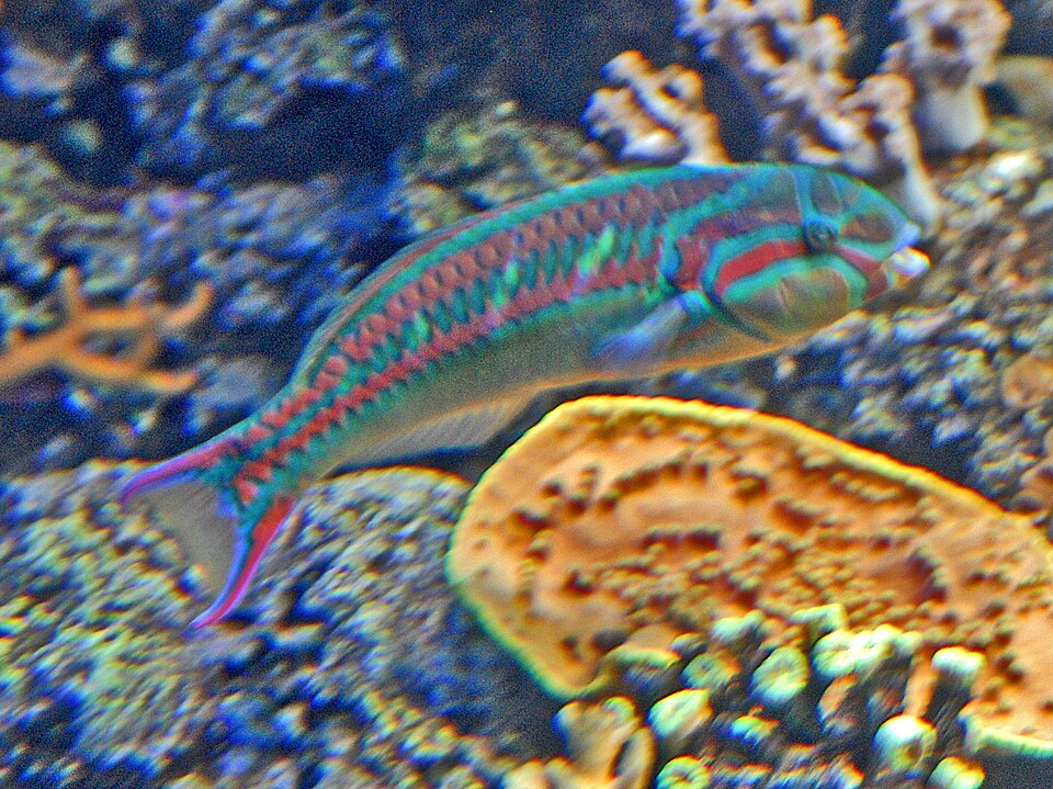 Fivestripe wrasse