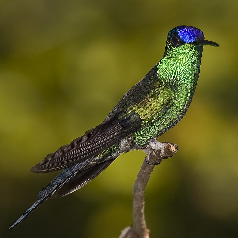 Violet-capped Woodnymph