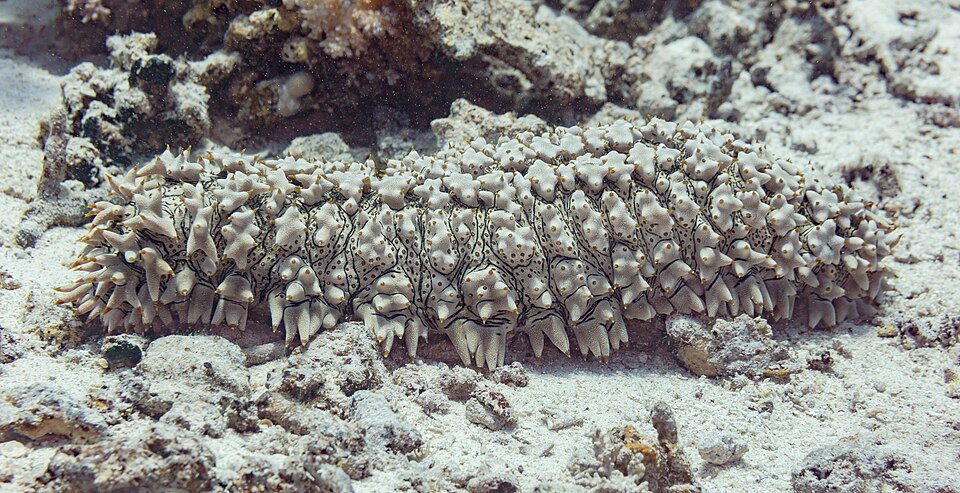 Pineapple Sea Cucumber