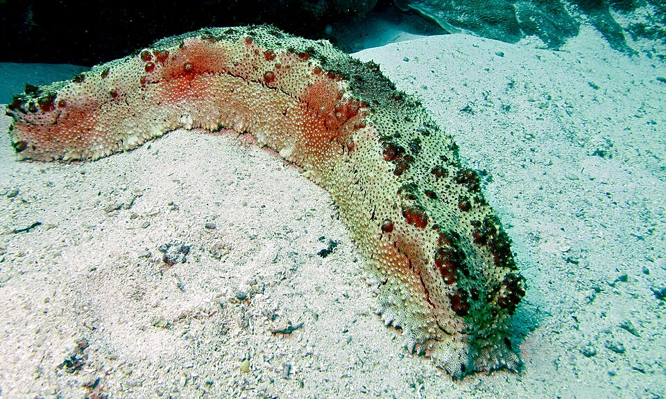 Amberfish