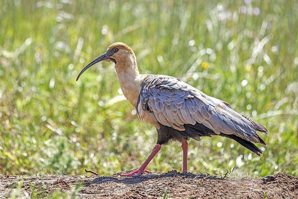 Black-faced Ibis
