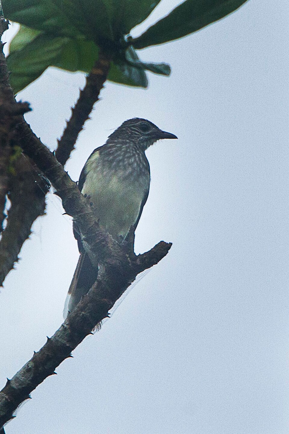 Swamp Greenbul