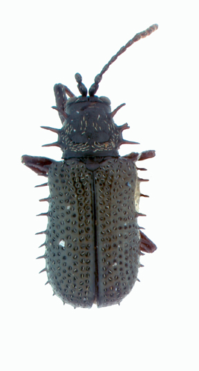 Thomispa feae