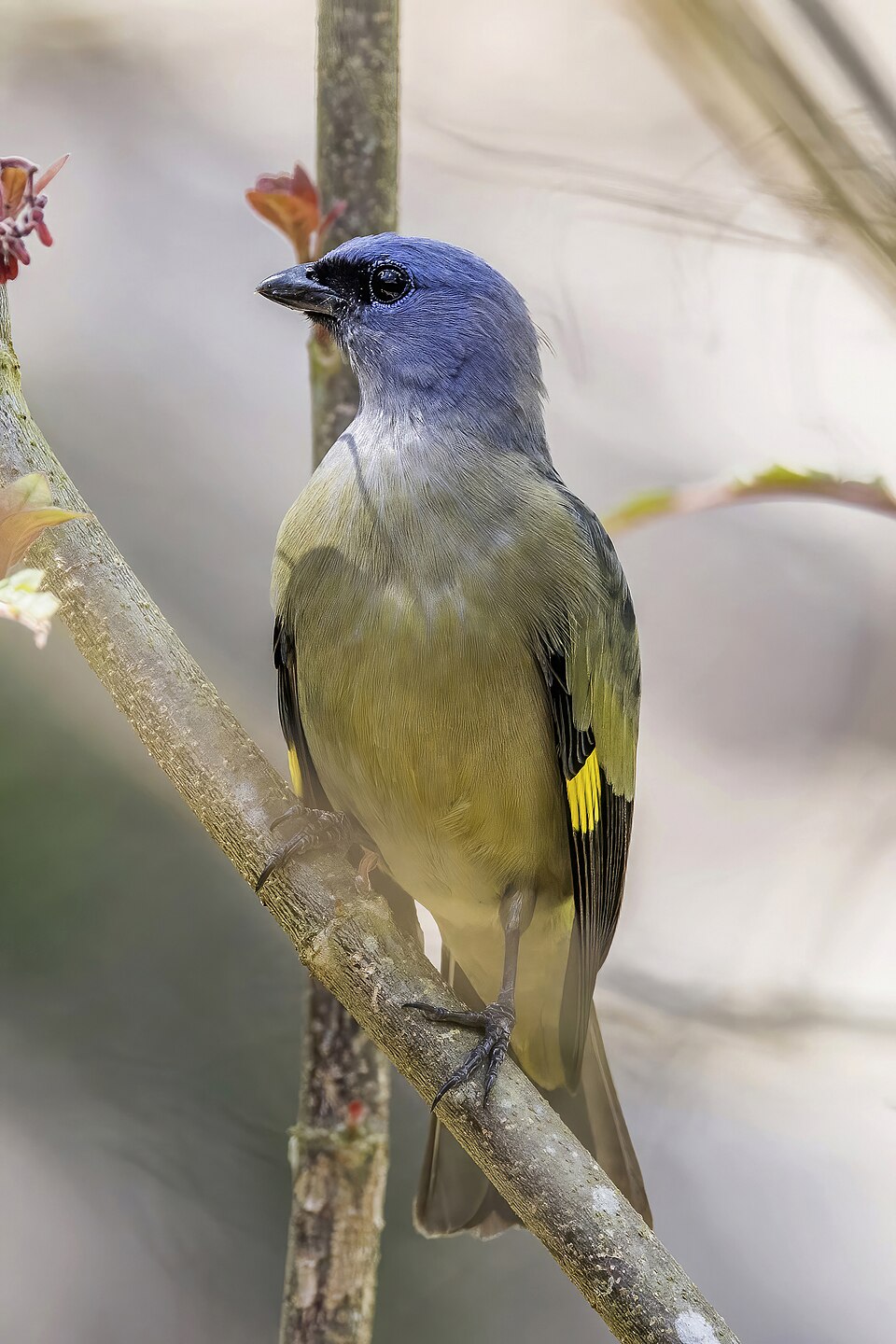 Yellow-winged Tanager