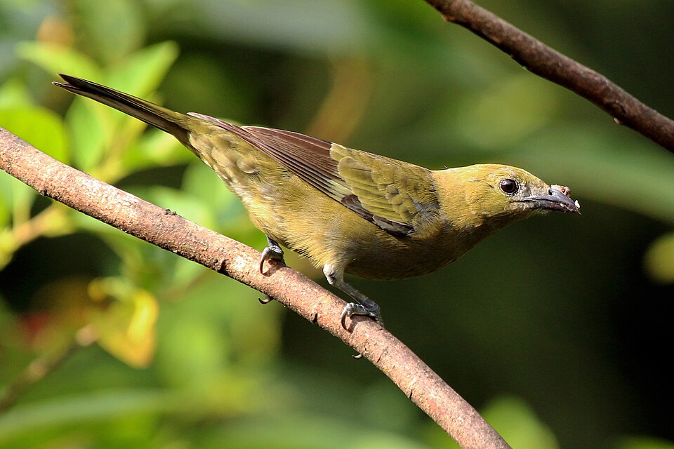 Palm Tanager