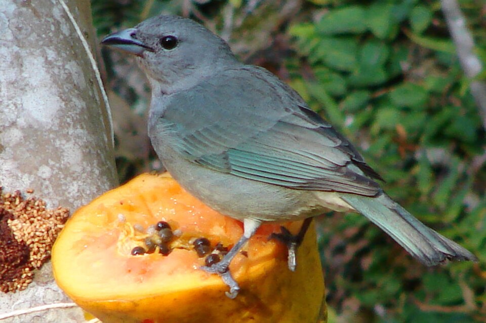 Sayaca Tanager