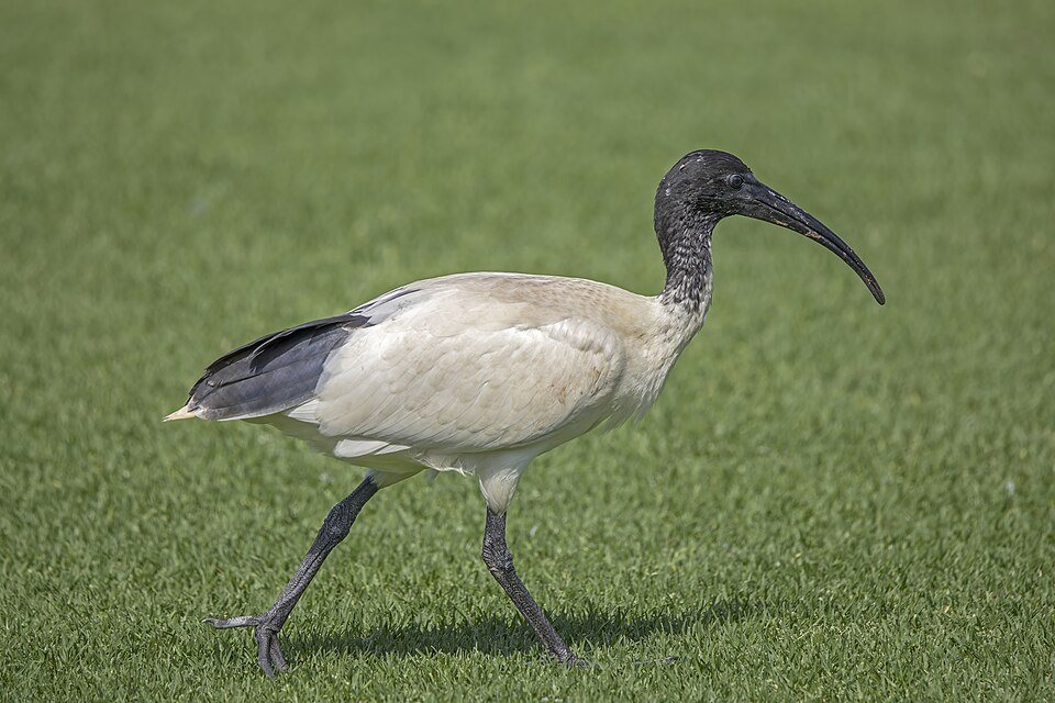 Australian Ibis