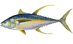 Yellow-fin Tunny