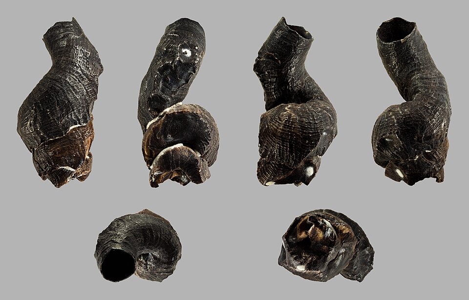 blackish worm shell
