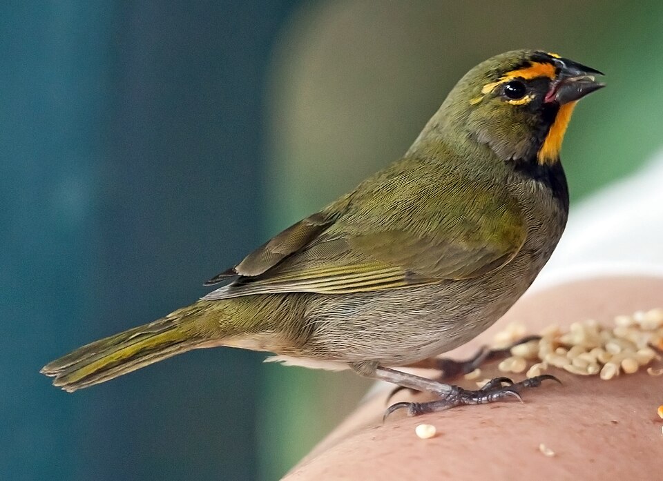 Yellow-faced Grassquit