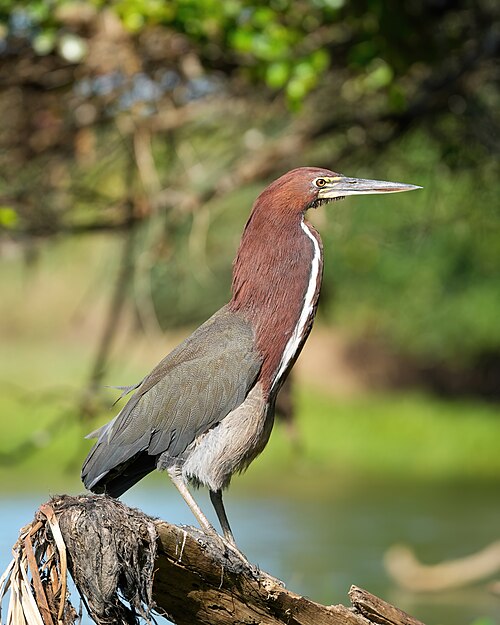 Rufescent Tiger-Heron