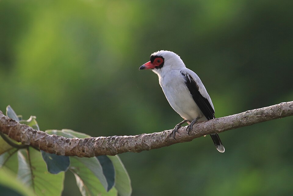 Masked Tityra