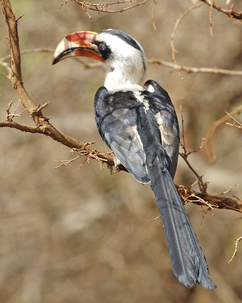 Von der Decken's Hornbill