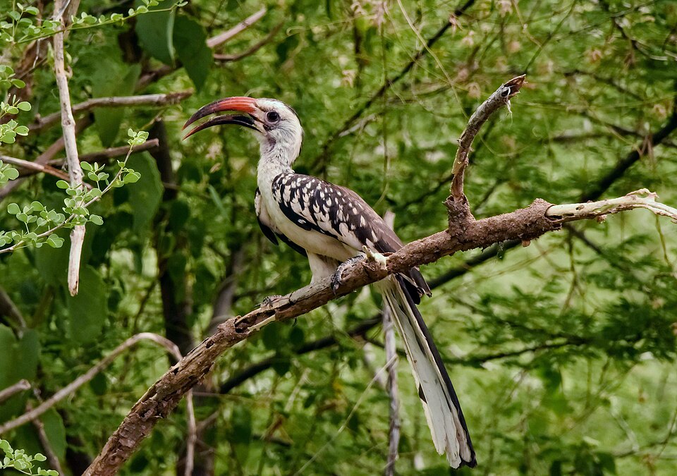 Northern Red-billed Hornbill