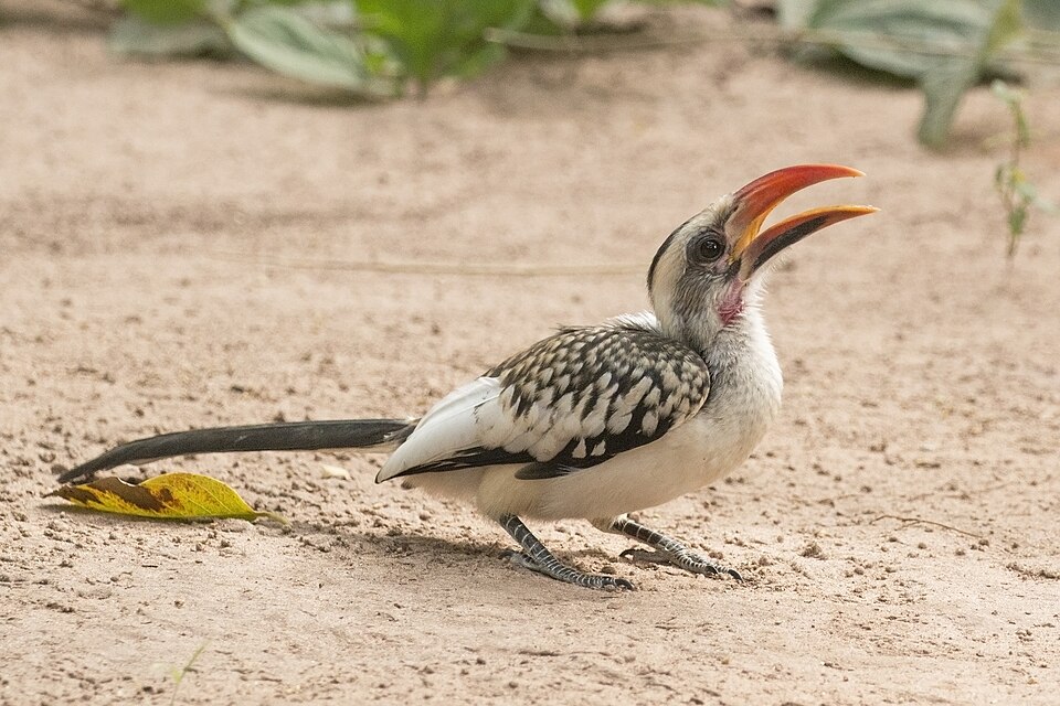 Western Red-billed Hornbill
