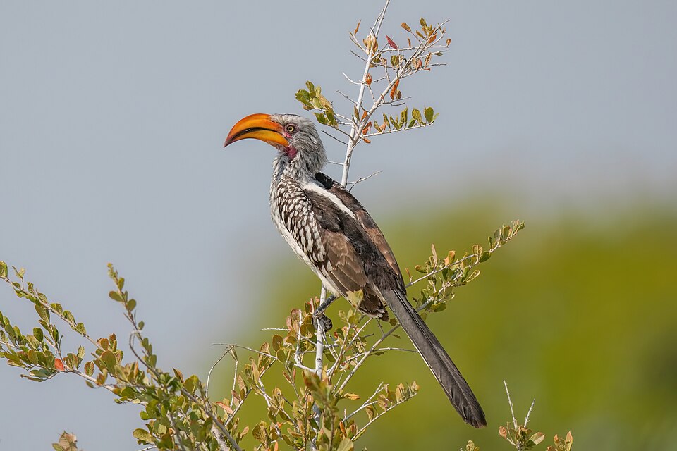 Southern Yellow-billed Hornbill