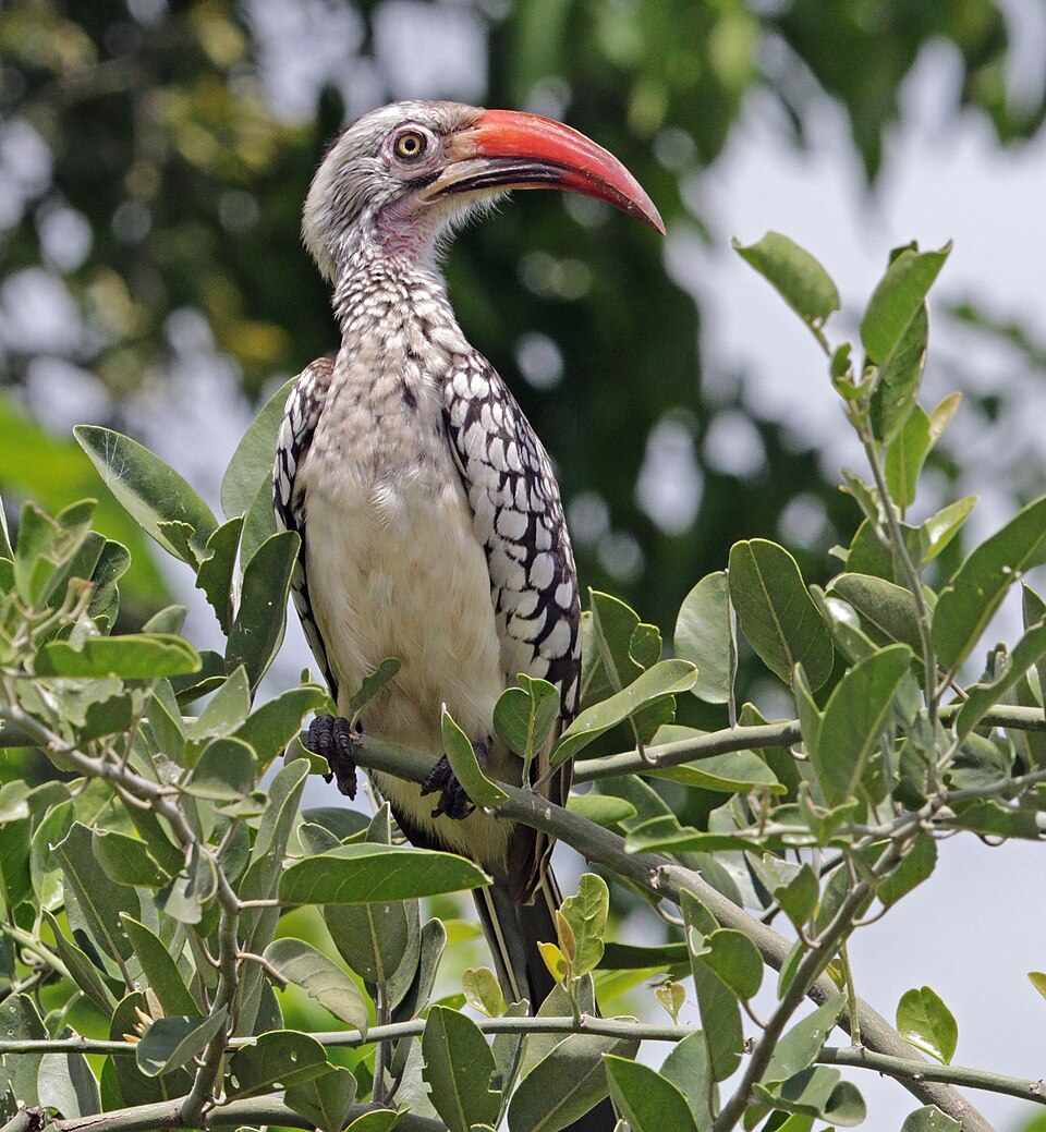 Southern Red-billed Hornbill