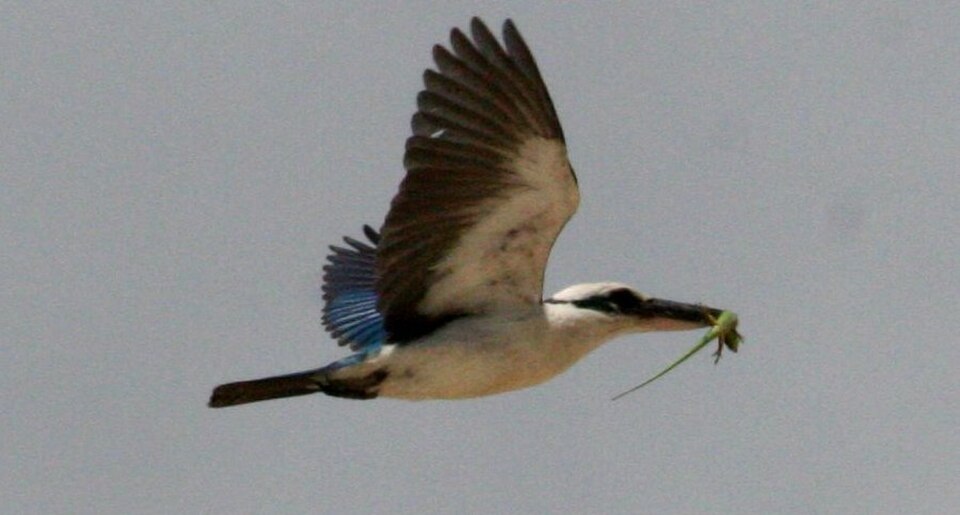 Mariana Kingfisher