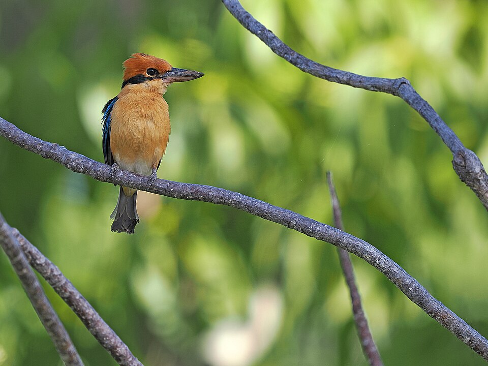 Cinnamon-banded Kingfisher