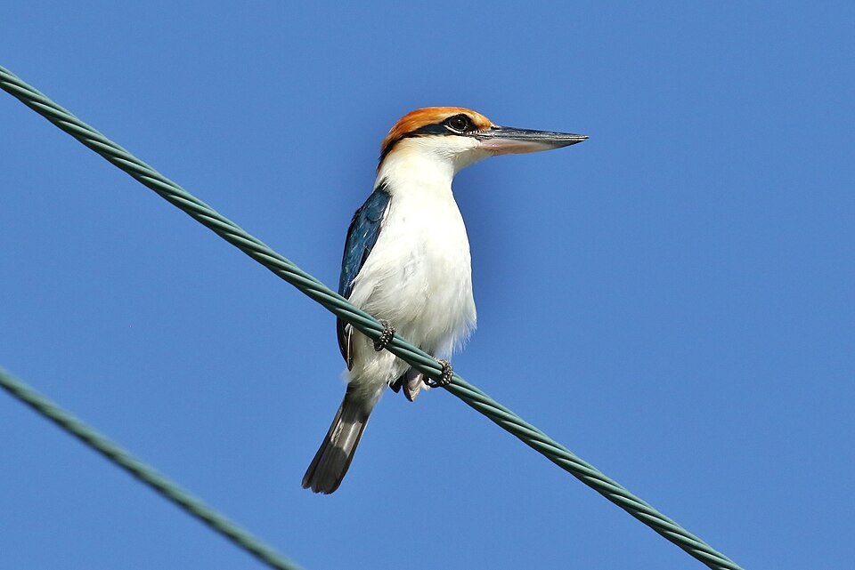 Palau Kingfisher