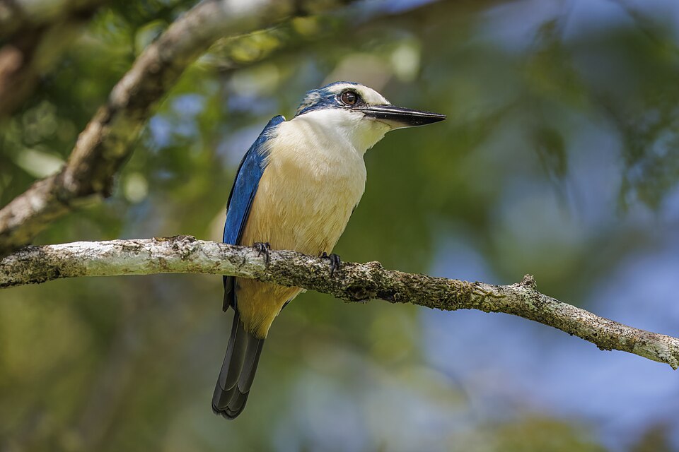 Flat-billed Kingfisher