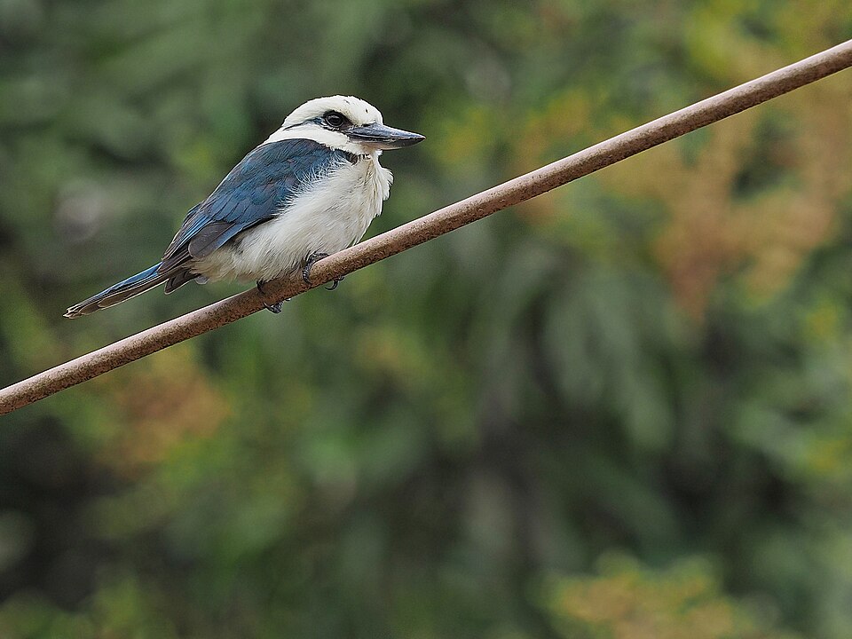 Chattering Kingfisher