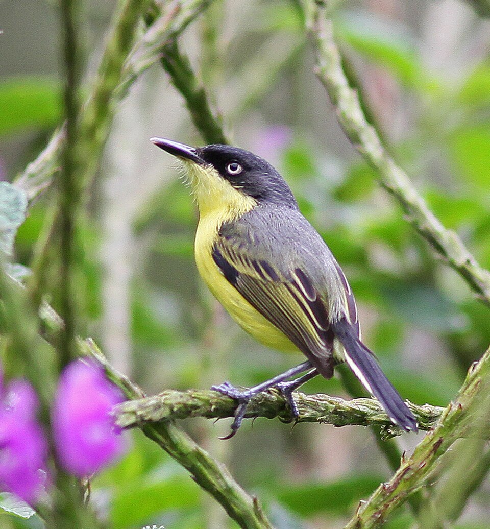 Common Tody-Flycatcher