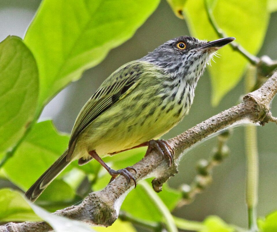 Spotted Tody-Flycatcher